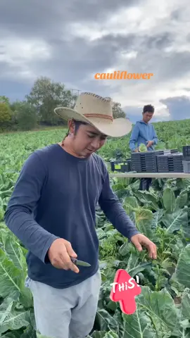 #cauliflower 