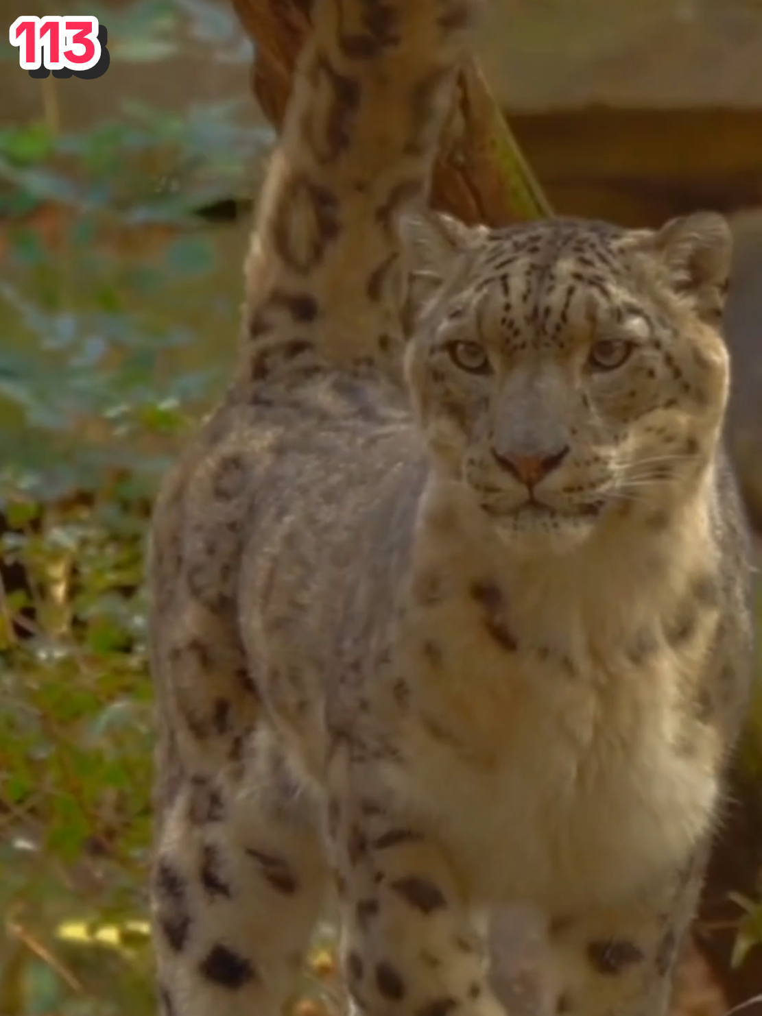 Será que eu estou ficando louco? #paz #louco #reflexao #fyp #be 