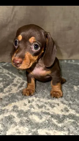 mini dachshund puppy long haired mini dachshund puppy how much to feed mini dachshund puppy best food for mini dachshund puppy how much should a mini dachshund puppy eat royal canin mini dachshund puppy long haired mini dachshund puppy for sale brown mini dachshund puppy best treats for mini dachshund puppy black mini dachshund puppy cream mini dachshund puppy mini dachshund puppy adoption mini dachshund puppy accessories mini dachshund puppy age miniature dachshund puppy adoption surrey mini dachshund puppies alberta mini dachshund puppies arizona mini dachshund puppies alabama mini dachshund puppies arkansas mini dachshund puppies akc mini dachshund puppies atlanta adopt a mini dachshund puppy average price for a mini dachshund puppy average weight of mini dachshund puppy all black mini dachshund puppy aggressive mini dachshund puppy akc mini dachshund puppy how much to feed a mini dachshund puppy best food for a mini dachshund puppy mini dachshund puppy breeders mini dachshund puppy biting mini dachshund puppy behavior mini dachshund puppy breeders near me mini dachshund puppy back legs clicking mini dachshund puppy blonde mini dachshund puppy brown mini dachshund puppy blue eyes mini dachshund puppy black and tan mini dachshund puppy barking black and tan mini dachshund puppy best harness for mini dachshund puppy best dog food for mini dachshund puppy blonde long haired mini dachshund puppy best toys for mini dachshund puppy buy mini dachshund puppy mini dachshund puppy clothes mini dachshund puppy cost mini dachshund puppy care mini dachshund puppy collar mini dachshund puppy colors mini dachshund puppy collar size mini dachshund puppy coat mini dachshund puppy checklist mini dachshund puppy cream mini dachshund puppy craigslist collar for mini dachshund puppy crate training a mini dachshund puppy chocolate mini dachshund puppy chocolate and tan mini dachshund puppy cost of mini dachshund puppy cutest mini dachshund puppy chocolate dapple mini dachshund puppy cream long haired mini dachshund puppy coat for mini dachshund puppy mini dachshund puppy diet mini dachshund puppy dapple mini dachshund puppies dallas miniature dachshund puppies dapple for sale mini dachshund dog diapers mini dachshund doxies puppies for sale miniature dachshund dapple puppies for sale near me miniature dachshund dapple puppies for sale uk mini dachshund puppies san diego mini doxie doodle puppies for sale dapple mini dachshund puppy dapple long haired mini dachshund puppy dachshund vs mini dachshund puppy dog harness for mini dachshund puppy dapple mini dachshund puppy for sale dog food for mini dachshund puppy how much do you feed a mini dachshund puppy how much does a mini dachshund puppy cost how often do you feed a mini dachshund puppy mini dachshund puppy essentials mini dachshund puppies edmonton mini dachshund puppies english cream mini dachshund puppies essex miniature dachshund puppy exercise mini dachshund puppies el paso mini dachshund puppies east texas miniature dachshund puppy ears mini dachshund puppies europe mini dachshund puppies edinburgh english cream mini dachshund puppy everything you need for a mini dachshund puppy how much food should a mini dachshund puppy eat mini dachshund puppy not eating much how often should a mini dachshund puppy eat how much does a mini dachshund puppy eat how much should a mini dachshund puppy eat a day mini dachshund puppy for sale mini dachshund puppy for sale near me mini dachshund puppy food mini dachshund puppy food amount mini dachshund puppy feeding chart mini dachshund puppy for adoption mini dachshund puppy feeding guide mini dachshund puppy feeding schedule mini dachshund puppy florida mini dachshund puppy fluffy feeding a mini dachshund puppy fluffy mini dachshund puppy food for mini dachshund puppy feeding schedule for mini dachshund puppy female mini dachshund puppy feeding chart for mini dachshund puppy harness for mini dachshund puppy mini dachshund puppy growth chart #dachshundpuppy  #foryoupage  #fyp #fyd ##goviral 
