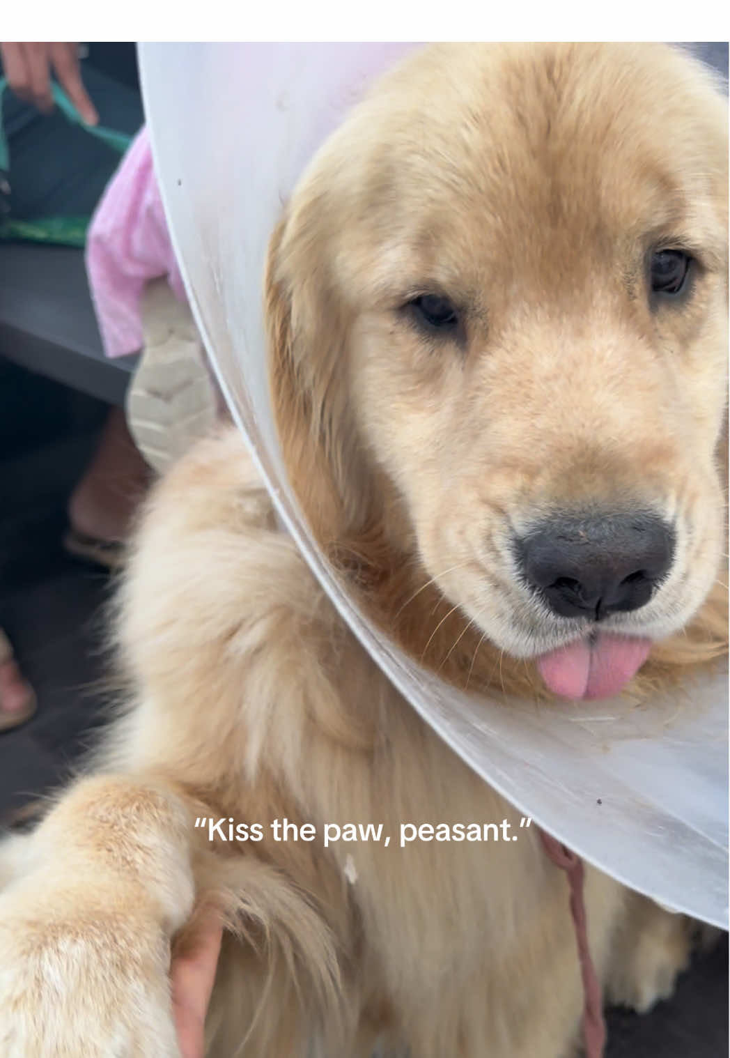 I’m in some version of petting jail. 😂 #dogsoftiktok #goldenretriever 