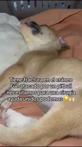 Necesita una Cirugía tiene fractura en el cráneo #ayudame #urgente #cirujia #perros #viraltiktok 