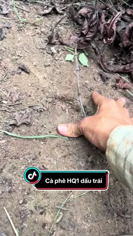 Đất xấu đát cát mọi người có lên trồng giống cà phê HQ1 này không ạ#HQ1 #càpheHQ1 #eakamat 