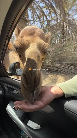 اشهر غابة حيوانات في مصر 🤯🤯 #viral #افريكانو_بارك #افريقيا #مصر #fyp 