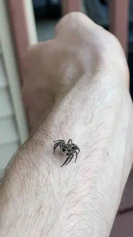 Another jumping spider experience. #fyp