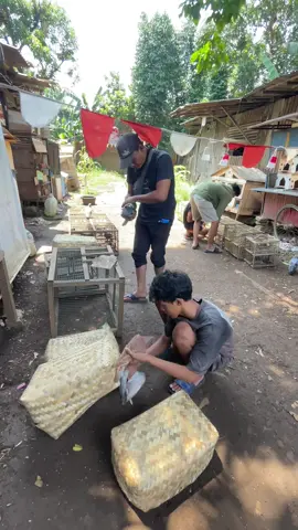 Open besek merpati setiap hari sabtu jam 8 pagi Merpati dari jawa bosku 🕊️ #merpatipondokbambu #merpatikolongbebas #merpatikolong #merpatilovers #merpati #burungdara 