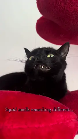 Little lady came to her new home from the shelter today, we are still working on her name!! Squid is not the most pleased right now but I’m confident if we follow the right steps for introduction everything will be alright :) She is all set up in the bathroom with everything she needs, and Squid is getting all the kisses in the world so he knows the only change is a good one #squid #cat #fyp #catsoftiktok 