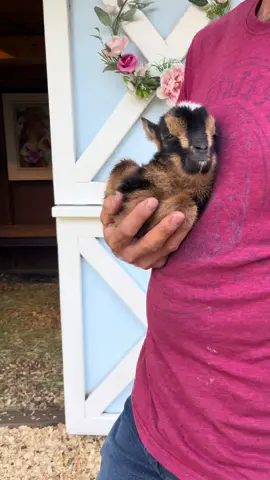 Just a little snuggle bug🥰 (His name is quite literally bug for this reason!) 🐛 #babygoat #dwarfgoat #snugglebug 