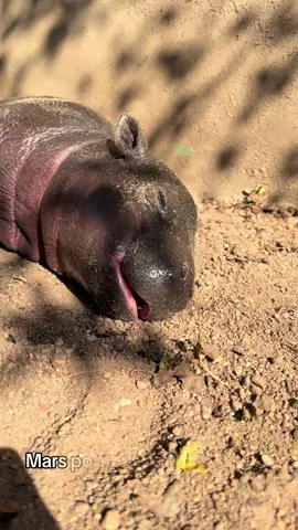 Who caught a glimpse of Mars basking in the sun today? #mars #babyhippo #pygmyhippo #kansas 