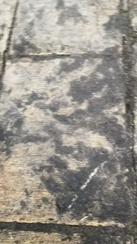 stdnya kak✌️ #mioproper #miosporty #miopia #miomirza #fyppppppppppppppppppppppp 