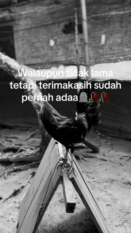 #penyakitt ayamm🥲🥀#masukberanda 