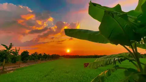 Bông bần rụng trắng quên bờ #chillmientay🌾 #phongcanhthiennhien #mientayquetoi #netdepmientay #canhdepthiennhien 