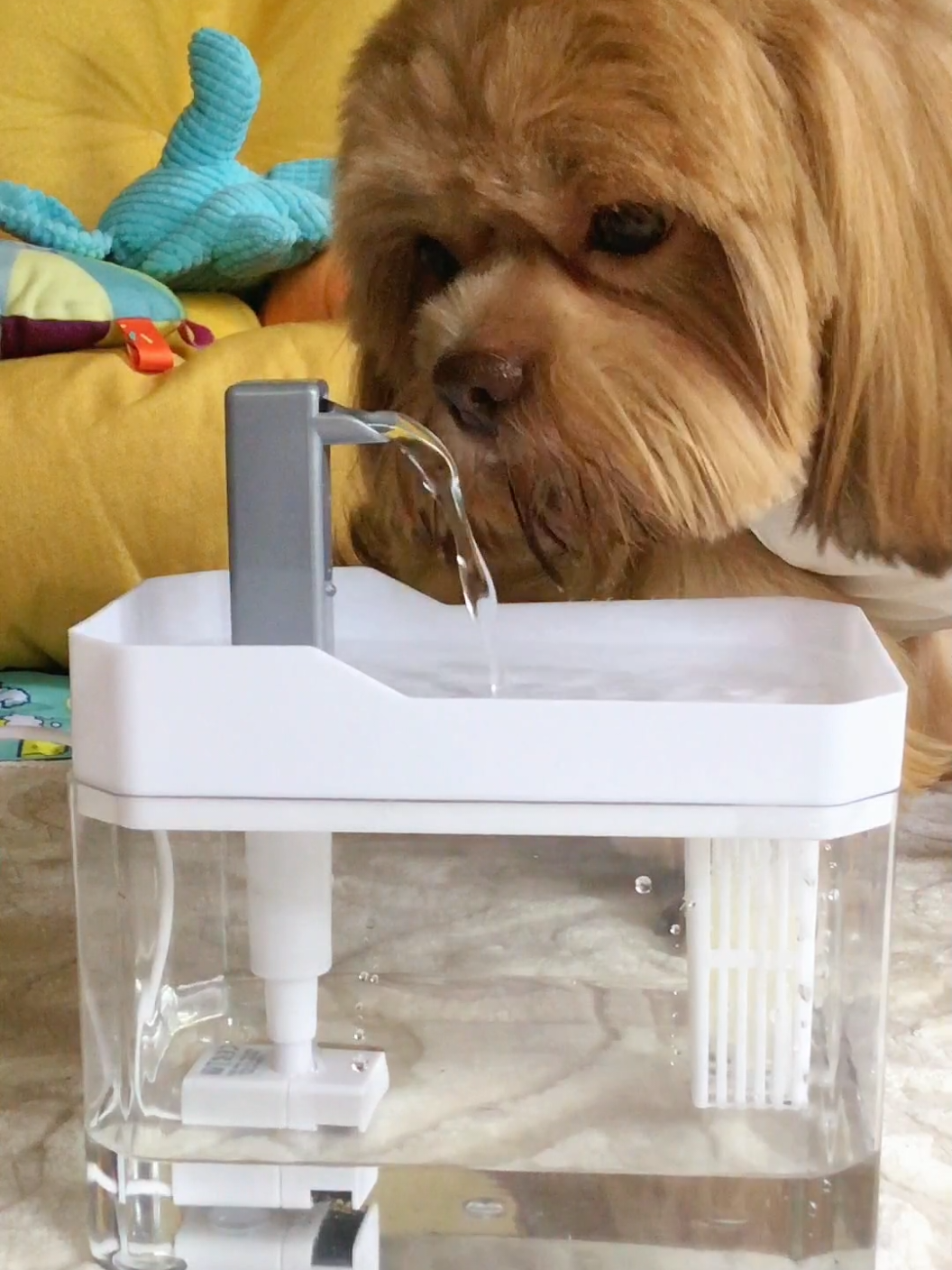 Affordable pet water dispenser fountain na mabibili dito sa tiktok to keep our  furbabies hydrated! #petwaterdispenser #petwaterfountain #dogwaterdispenser #dogwaterfountain #automaticwaterdispenser 