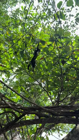 Monkey Business #costarica🇨🇷 