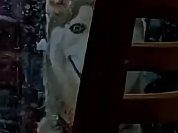 #smiledog #creepypastas #creepy #horror 