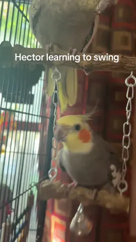 #birdsoftiktok #cockatielsoftiktok #cockatiel #birdtok