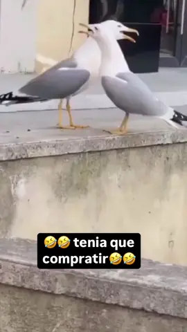 #CapCut #palomas #actuacion #risa 