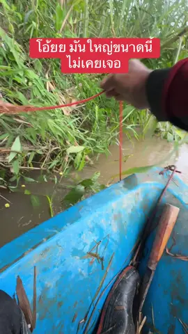 ปักปลากดคัง#เชียงใหม่ 