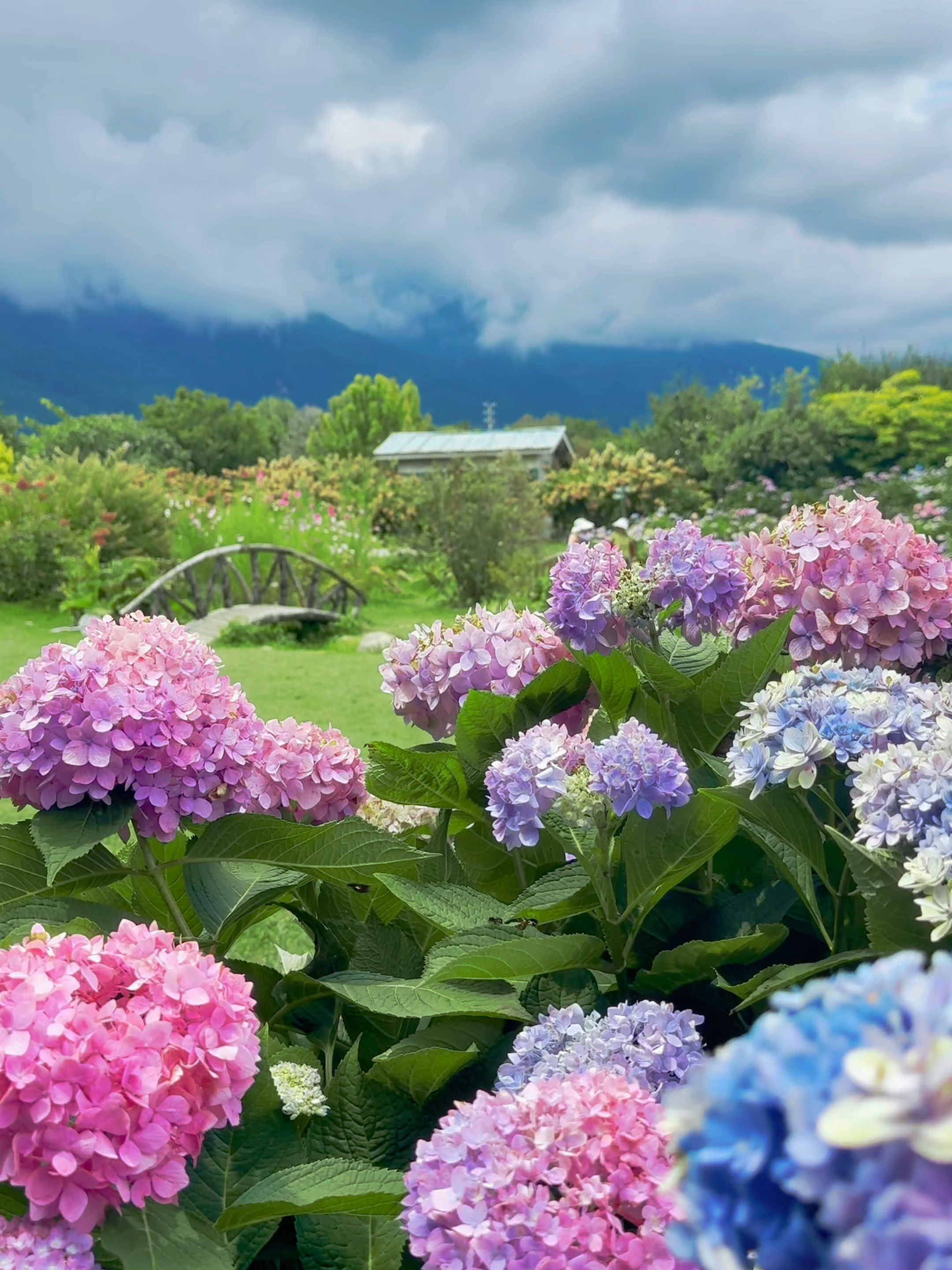 hydrangea macrophylla glowing in full bloom 🌸 #flowerlove#naturelovers#trending #viral