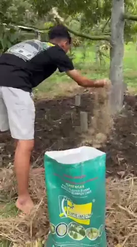 Pupuk organik Rumput Laut Plantagar. Pertahankan bubga menjadi Buah #kebun #kebundurianmusangking #durianlover  #durian  #bibit 