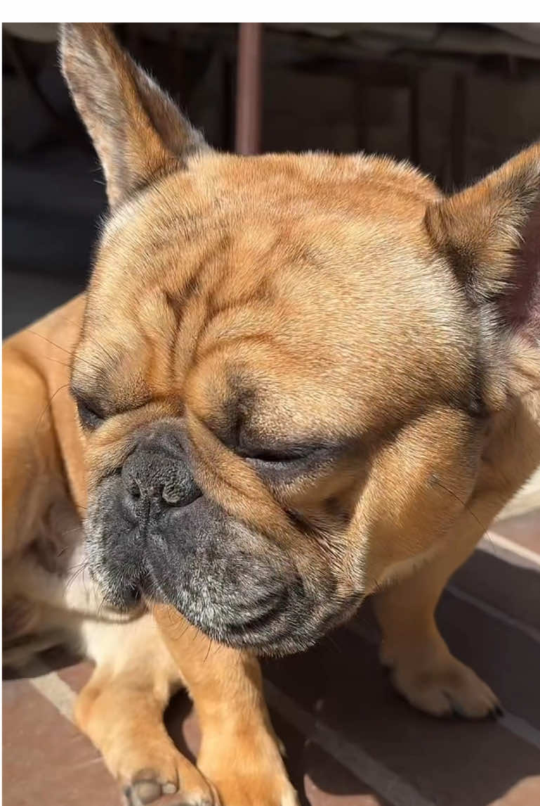 Ya cualquier día 🤭😅😂 #humor #perritoslindos #cutedogs #fyp #parati 