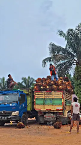 #CapCut #fyppppppppppppppppppppppp #buahsegar #sawitkalteng 