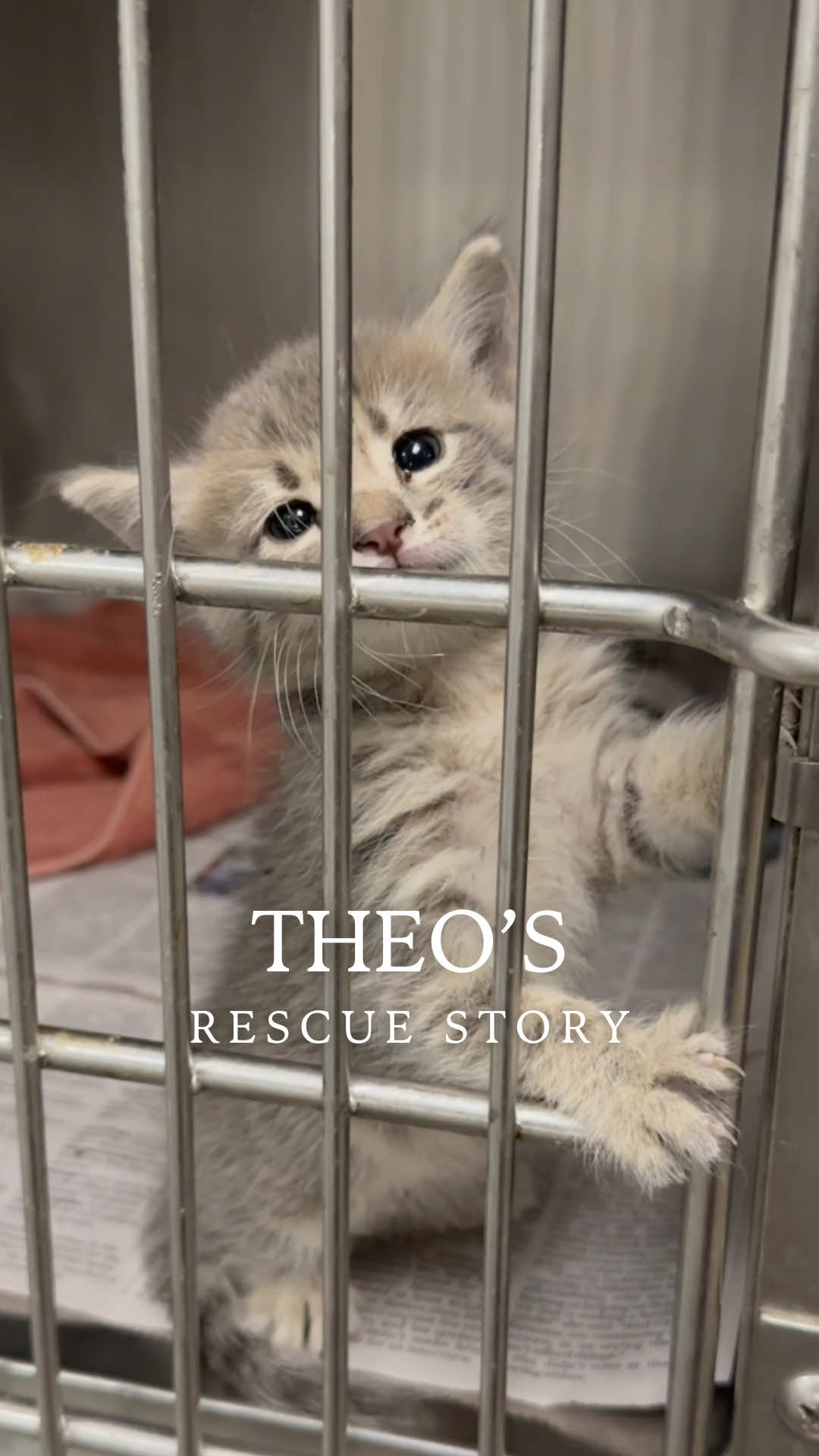 Theo’s Rescue Story 🧸 I found the sweetest 4 week old boy in the shelter being eaten alive by fleas. You could see how uncomfortable he was. He was constantly crying and scratching himself from the pain and discomfort. After coming home and finally getting the chance to rest, he just slept for 3 whole days… completely exhausted from his first few weeks of life. Little by little, his playful side started to shine through, and now he’s the happiest and healthiest little boy! What amazes me is that he has not cried like that since. In the shelter, his voice was so loud as he pleaded for my attention, but since coming home he has hasn’t made a peep. It’s incredible how hard he fought to survive and ask for help that day we met. A big thank you to #FurboForGood for generously donating to The Happy Kitty Rescue! I am so grateful for their support and the impact they’re making in the whole rescue community. Every purchase made with Furbo helps improve the well-being of rescued pets by providing meals, shelter, training, and more.  I’ve also absolutely loved having the Furbo Cat Camera to capture all the adorable moments when I’m not home. Thank you @Furbo Pet Camera 💗