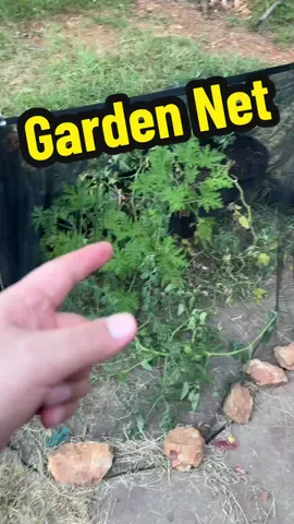 Thanks to this garden net cover I could finally watch the tomatoes grow in peace.  #gardenaccessories #garden #gardening #netcover #fyp 