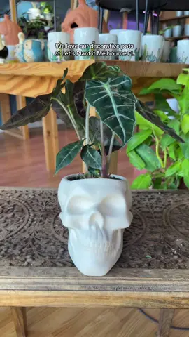 Like how could you not buy them all???  #plants #houseplants #plantsoftiktok #PlantTok #fypシ 