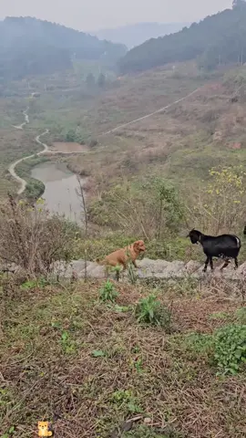 When you have a really dumb dog #dog #funnyvideos #viral #fyp #failure 