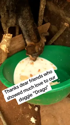 please donate something to buy dogfood 