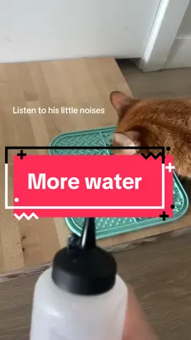 More water #cat