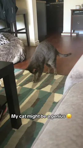 Kitty plays by himself 😂 @I Can’t Even (via:@CatBrotherz) 