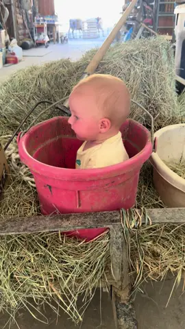 #elkcalling #elkbugling 