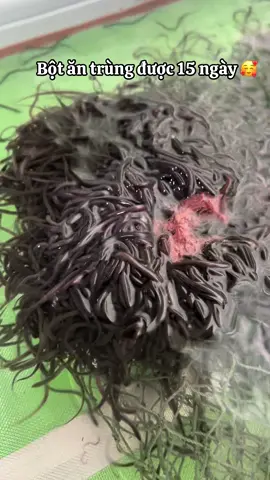 Chào buổi sáng mng 🔆#nuoiluon #luongiong #tiktokviral #vochong2k #nongnghiep 