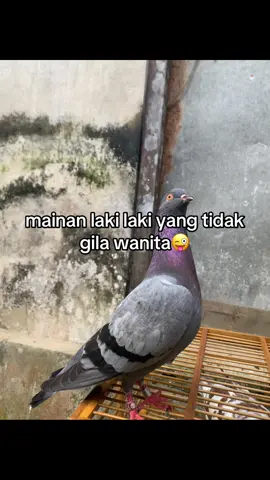 #merpatikolongmeja #merpati #fypage #merpatilovers 