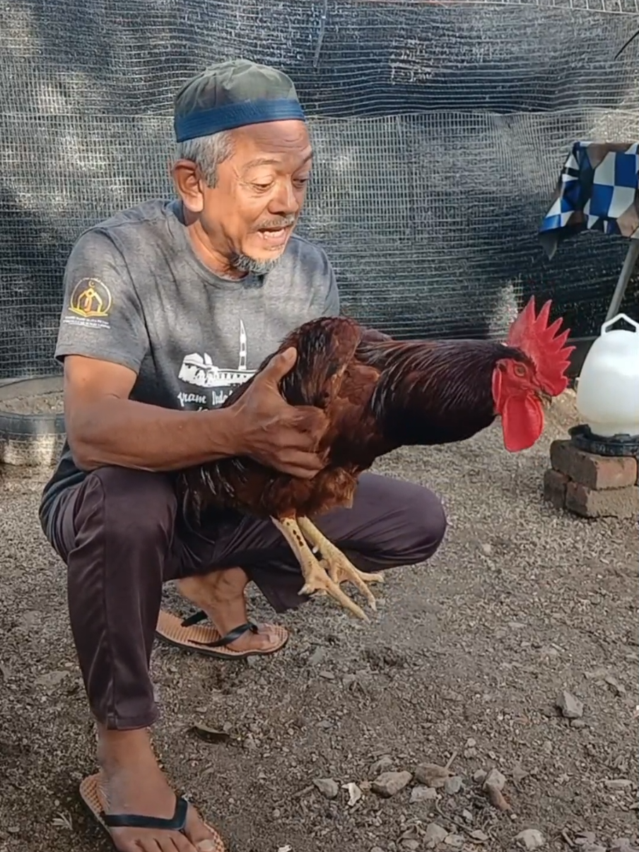 Baka Ayam Penelur Sesuai Tepi Rumah #trending #fyp #RhodeIslandRed #atokfarm #diyincubator 