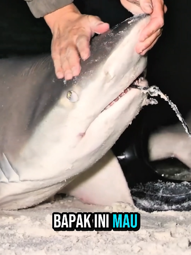 hiu manja | ytb ricky rawa