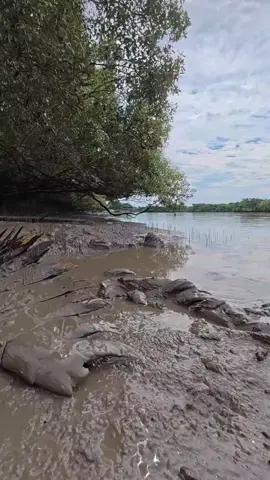 inilah penjaga sungai kapuas