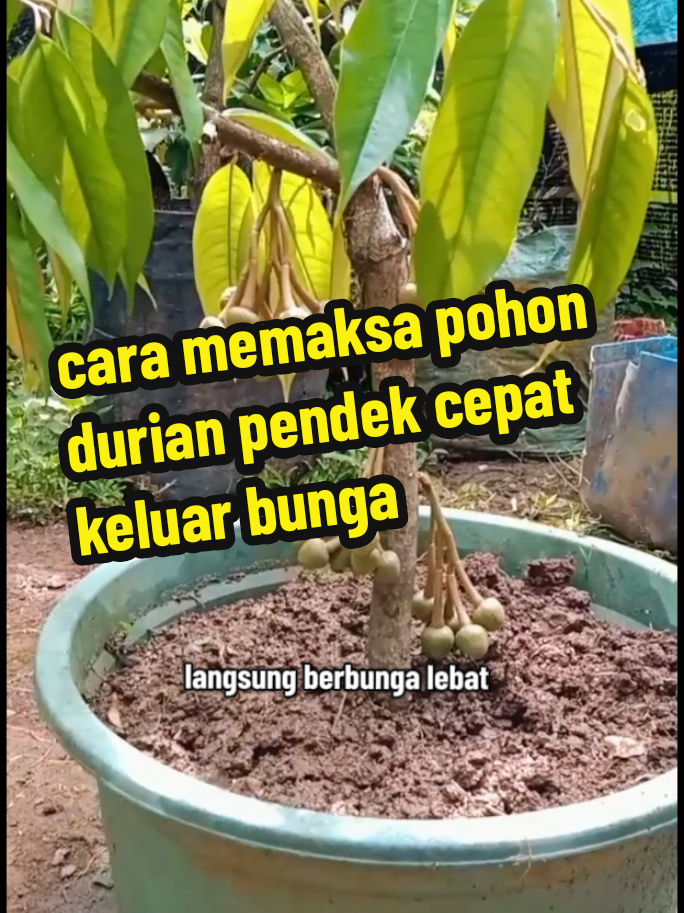 cara memaksa durian kecil pendek cepat berbuanga #pupukorganik #durianlover #duriankecilberbuah #durianpendekberbuah #duriandidalampot 