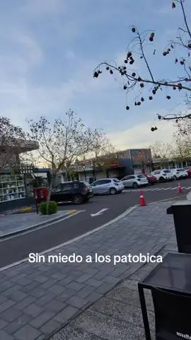 Anibal #patovica 