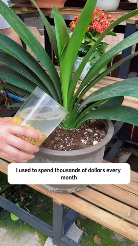 Plant hack #satisfyingvideo #motivationgarden #gardening #viral2025 #garden 