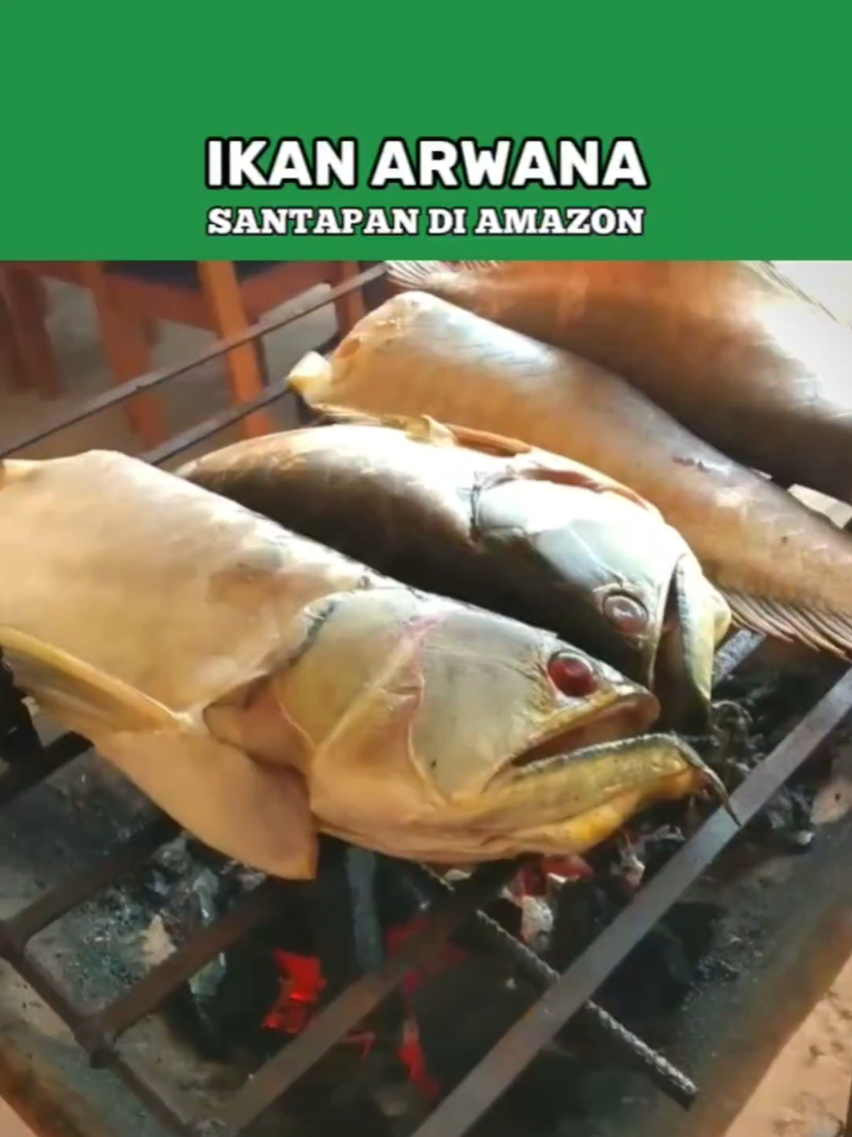 Si mewah di Asia, jadi lauk sederhana di Amazon 🌿🐟 #TelusurBumi #FaktaUnik #BudayaDunia #AlamAmazon #arwana 