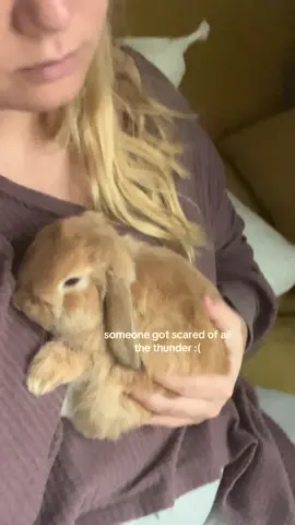 can’t believe I gave birth to him! #bunny #cuteanimals #hollandlop #snuggles #thunder 