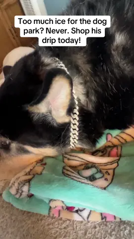 Too much ice for the dog park? Never.  Shop his drip today. #dogdrip #dogchain #dogchains #dogbling #dogstyle 