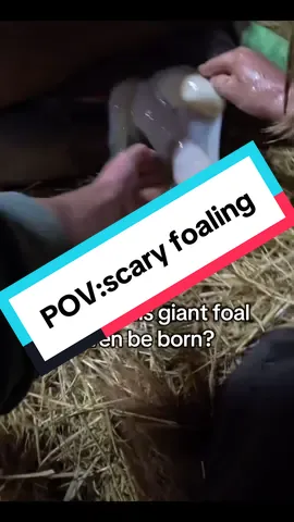 Listening to this takes me right back again… #horsetok #equestrian #farmlife #foaling #birth 