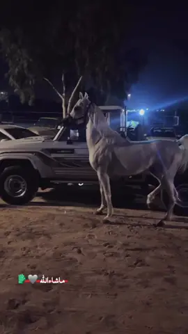 #شاص_2019_بريمي💤♥️_سموك_سلفر #شاصات#خيل_عربي #explore#fypシ 