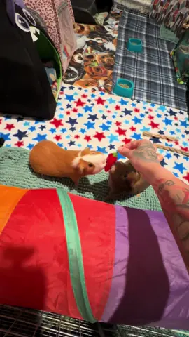 They’re so violent though 😂  #guineapig ##guineapigsoftiktok##guineapiglove