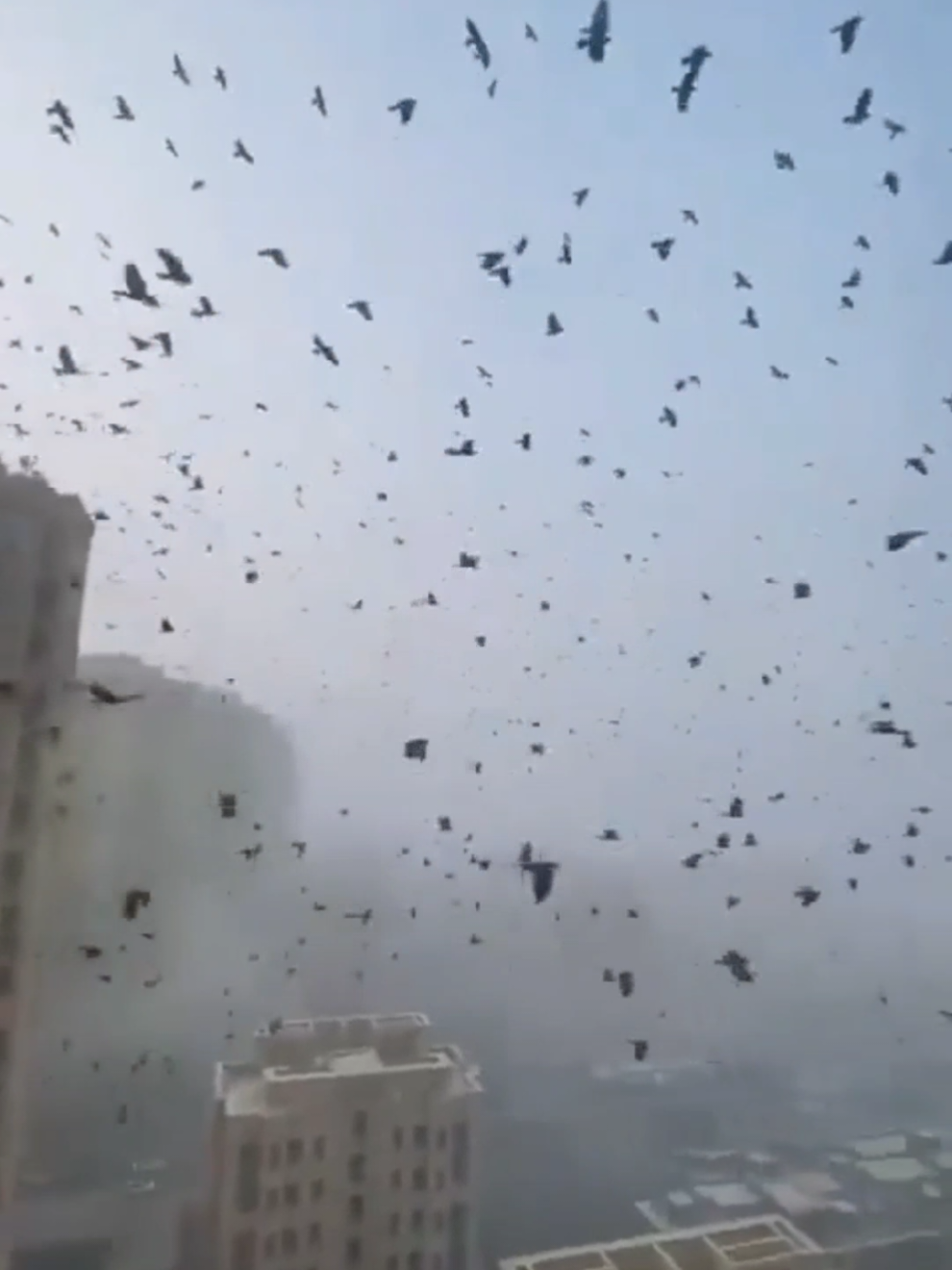 Hiện tượng lạ, Quạ đen bay kín bầu trời Trung Quốc. #news #tintuc #thunhangchucanh 