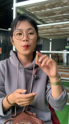 Nụ trầm hương nhà TTT có gì ? #sanxuat #tramhuong #nongnghiep #agarwood #viral 