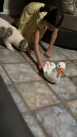 🐾Roni was so confused🐶#shihtzu#cuteshihtzu#funnymoments 